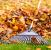 Coalfield Fall Clean Up by Wild West Landscape Designs LLC